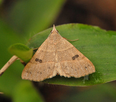 Black-dotted Hemeroplanis (8471)