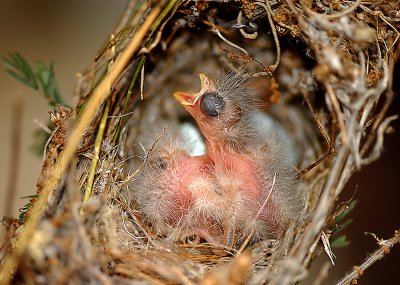 House Finch Newborns