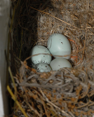 House Finch Eggs