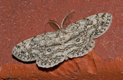 Umber Moth (6439)