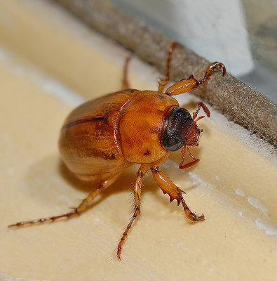 May Beetle