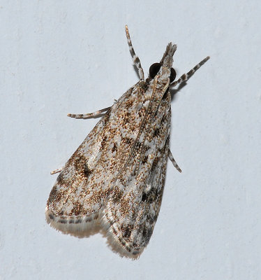 Many-spotted Scoparia Moth (4719)