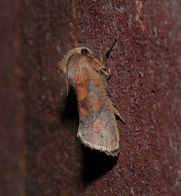 Eastern Grass-tubeworm Moth (0372)