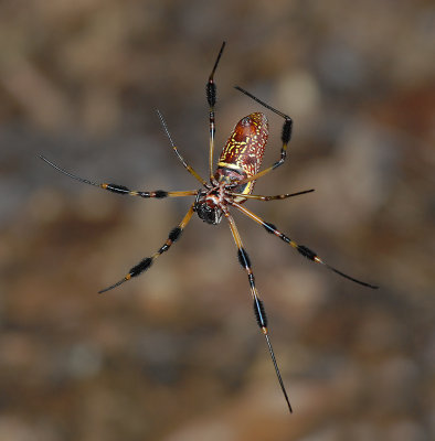 Female, Ventral