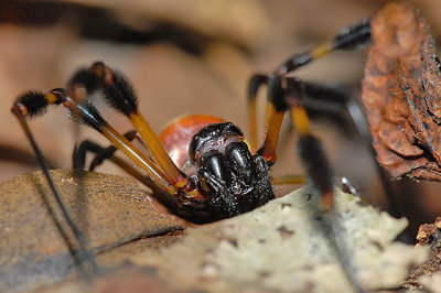 Female, Frontal, Pedipalps