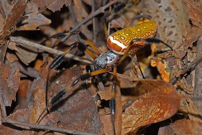 Female, Frontal