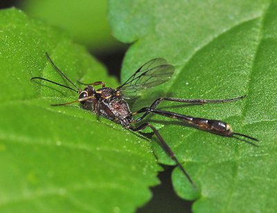 Anomalon sp.