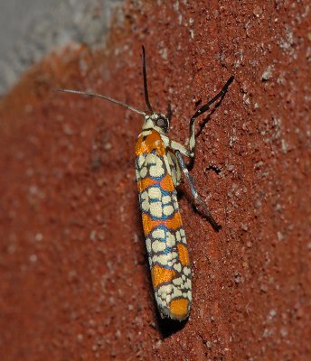 Ailanthus Webworm Moth (2401)