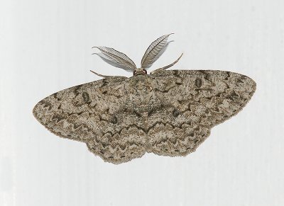 Umber Moth (6439)