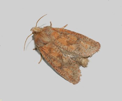 Eastern Grass-tubeworm Moth (0372)