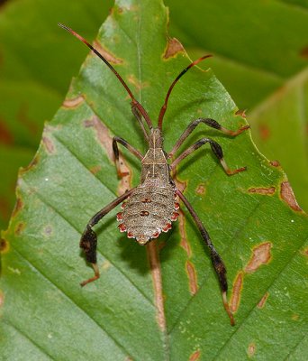 Leaf-footed Bug Nymph (Acanthocephala)