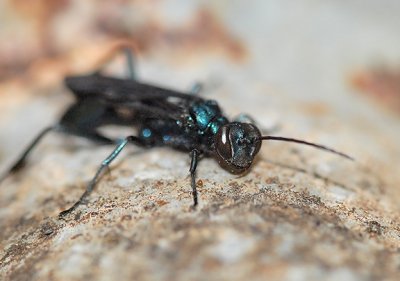 Blue Mud Wasp