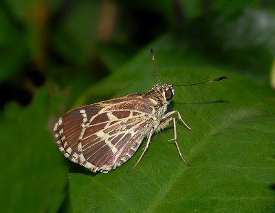 Lace-winged Roadside Skipper