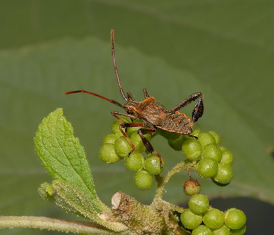 Acanthocephala femorata