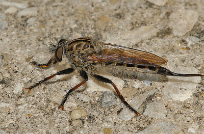 Woodland Robber Fly (Efferia sp.)