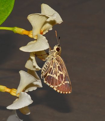 Lace-winged Roadside Skipper