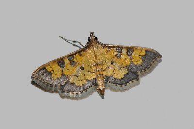 Darker Diacme Moth (5143)