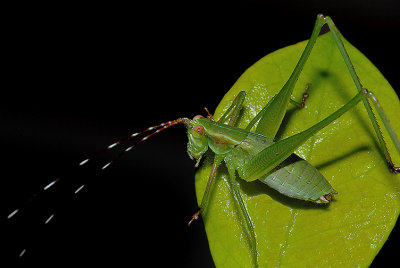 Bush Katydid Nymph