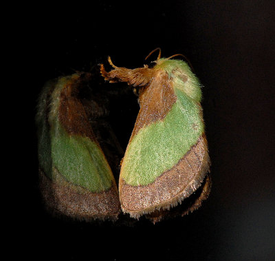 Smaller Parasa Moth (4698)