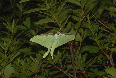 Luna Moth Gallery