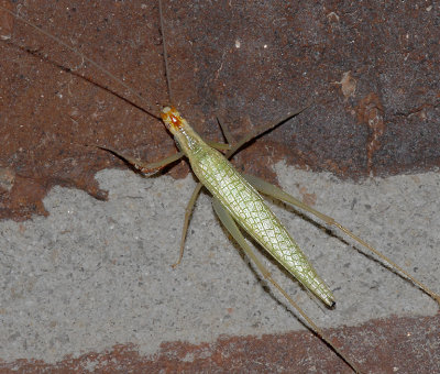 Tree Cricket