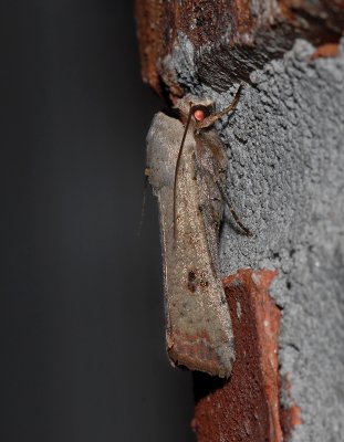 Green Cutworm Moth (10911)