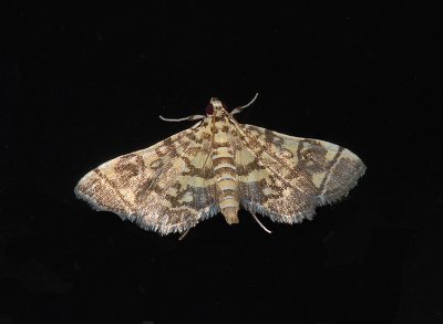 Checkered Apogeshna  Moth (5177)