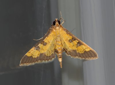 Paler Diacme Moth (5142)