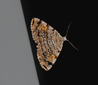 American Idia Moth (8322)