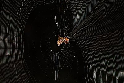 Spined Micrathena Spider Web