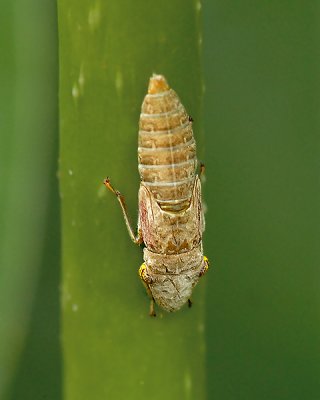 Glassy-winged Sharpshooter Nymph