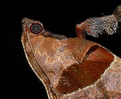 Dimorphic Tosale Moth