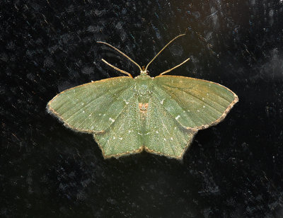 Angle-winged Emerald Moth (7075)