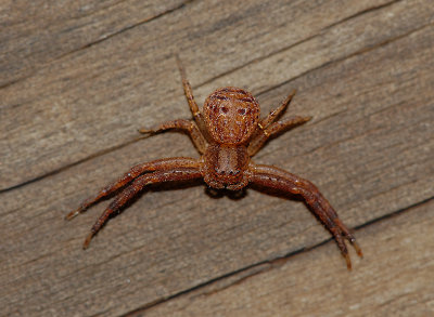 Ground Crab Spider - Zysticus sp.