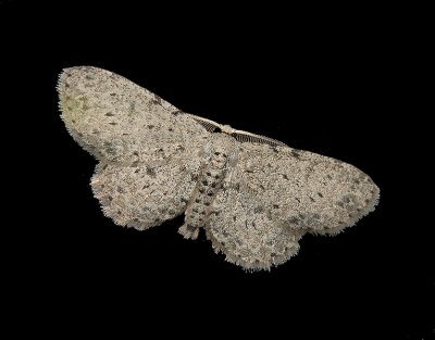 Dotted Gray Moth (6449)