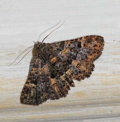 Common Fungus Moth (8499)