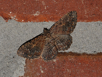 Somber Carpet Moth (7417)