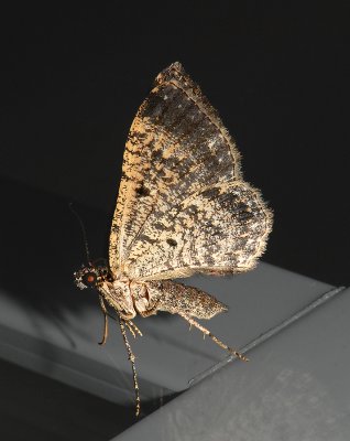 moth 3 8-23-07.jpg