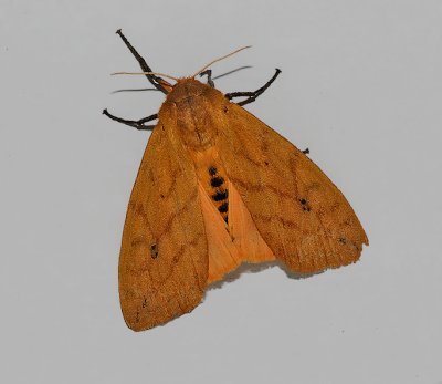 Isabella Tiger Moth (8129)