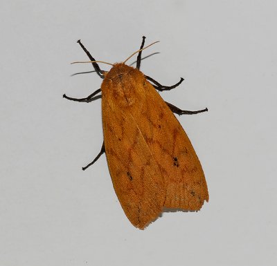 Isabella Tiger Moth (8129)