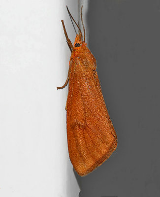 Orange Holomelina Moth (8121)