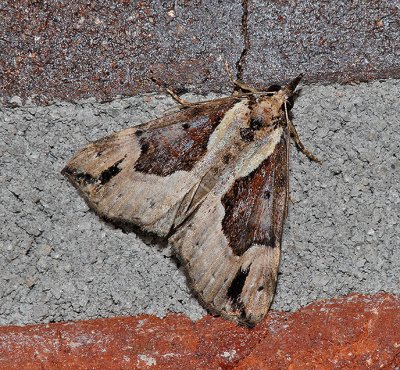 Baltimore Bomolocha Moth (8442)