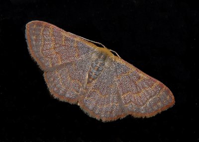 Pannaria Wave Moth (7173)