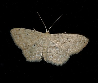 Large Lace-border Moth (7159)