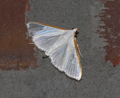 Kimball's Palpita Moth (5219)