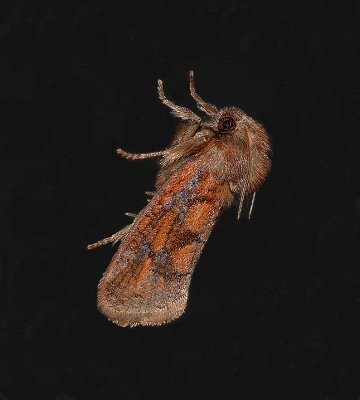 Eastern Grass-tubeworm Moth (0372)