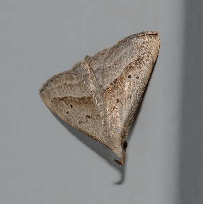 Speckled Snout Moth (8450)
