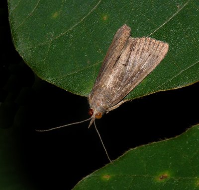X-linear Grass-veneer Moth (5499)