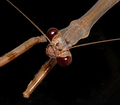 Magnificent Mantids