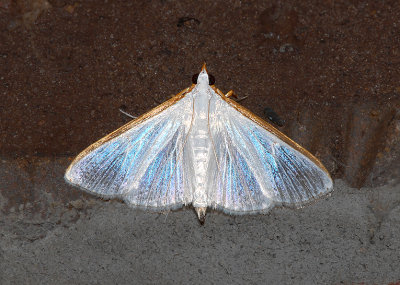 Kimball's Palpita Moth